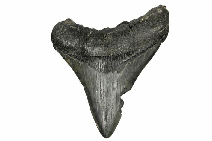 Bargain, 4.34" Fossil Megalodon Tooth - South Carolina
